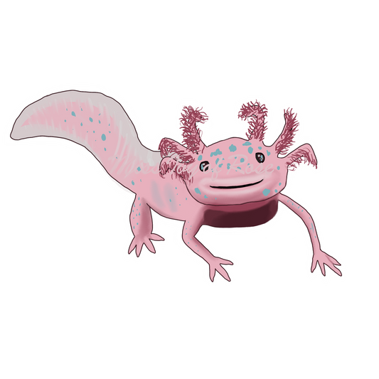 Axolotl Sticker